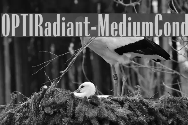 OPTIRadiant-MediumCond Font examples