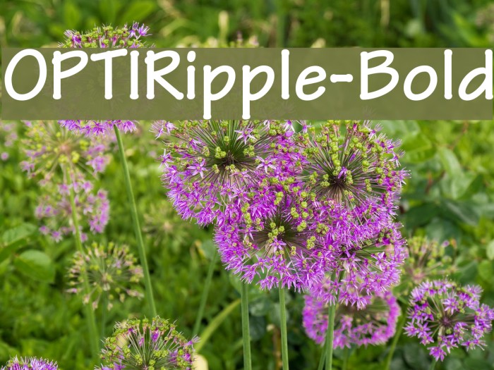 OPTIRipple-Bold Font examples