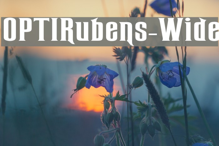 OPTIRubens-Wide Example 1