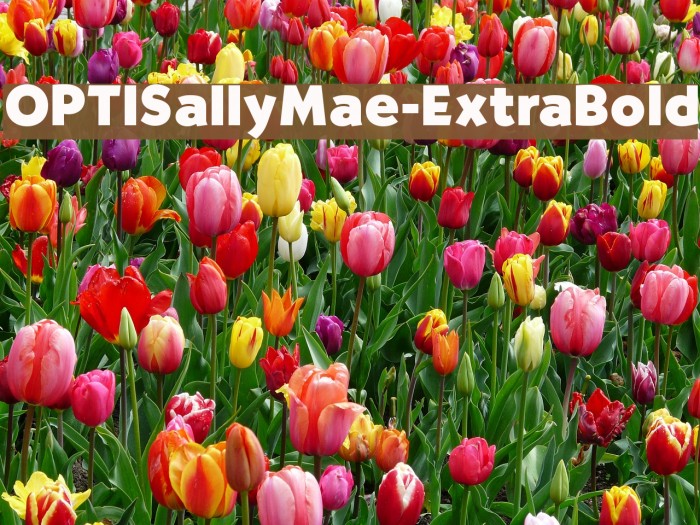 OPTISallyMae-ExtraBold Font examples