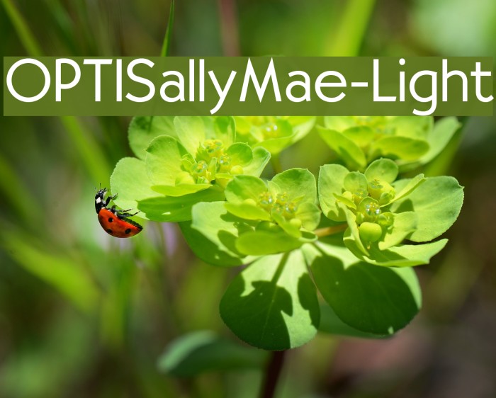 OPTISallyMae-Light Font examples