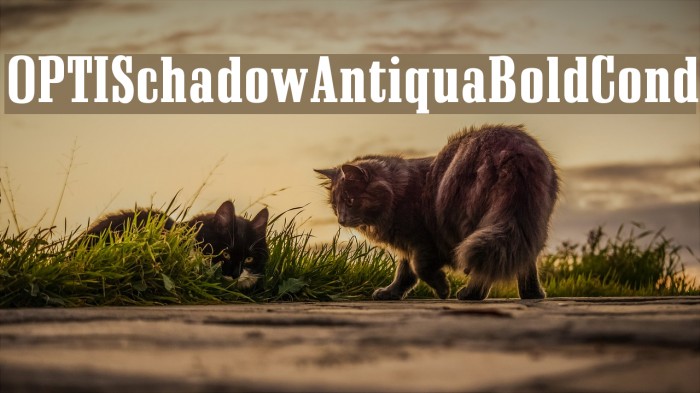 OPTISchadowAntiquaBoldCond Font examples