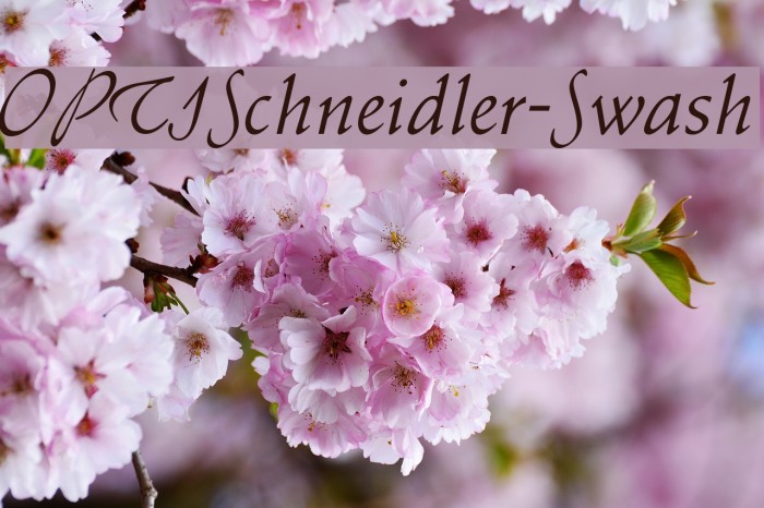 OPTISchneidler-Swash Font examples