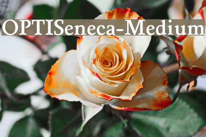 OPTISeneca-Medium Font examples