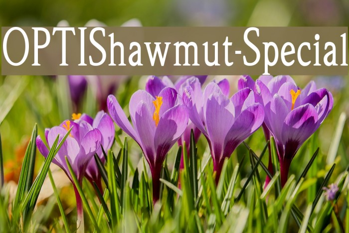 OPTIShawmut-Special Font examples