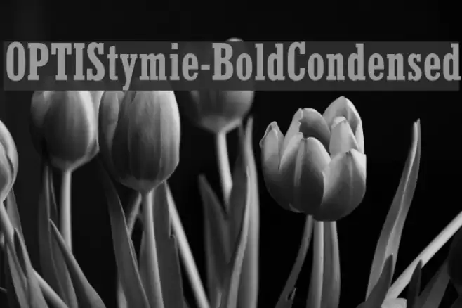 OPTIStymie-BoldCondensed Font examples