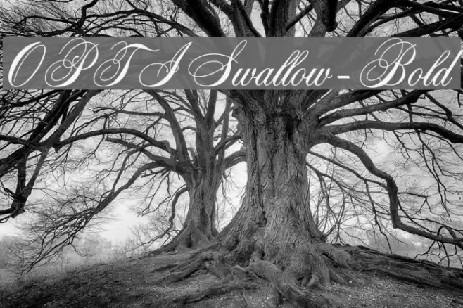 OPTISwallow-Bold Font examples