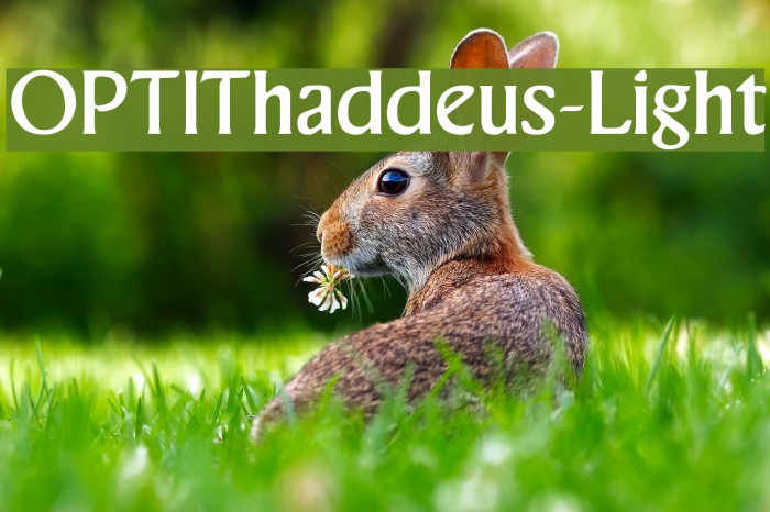 OPTIThaddeus-Light Font examples