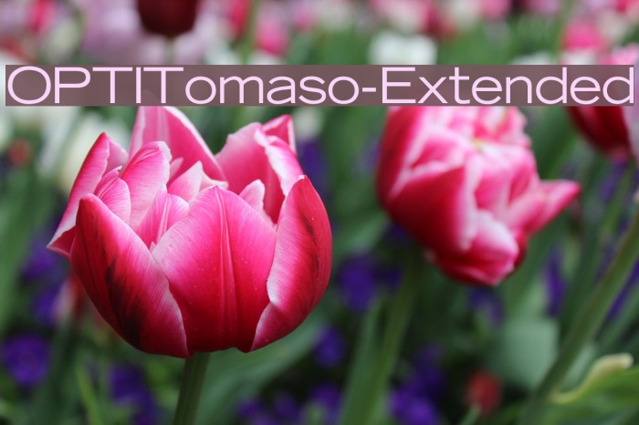 OPTITomaso-Extended Font examples