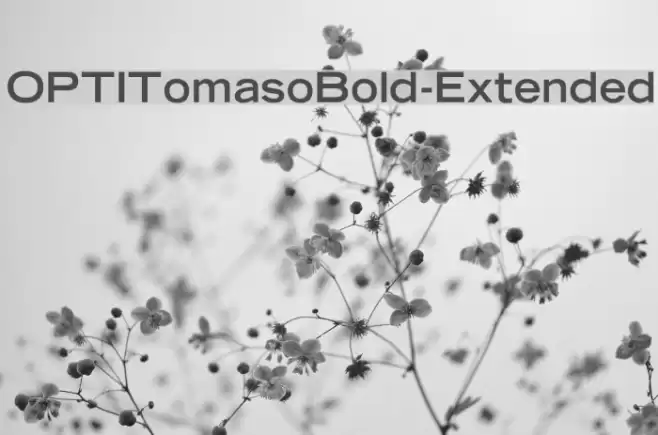 OPTITomasoBold-Extended Шрифта examples