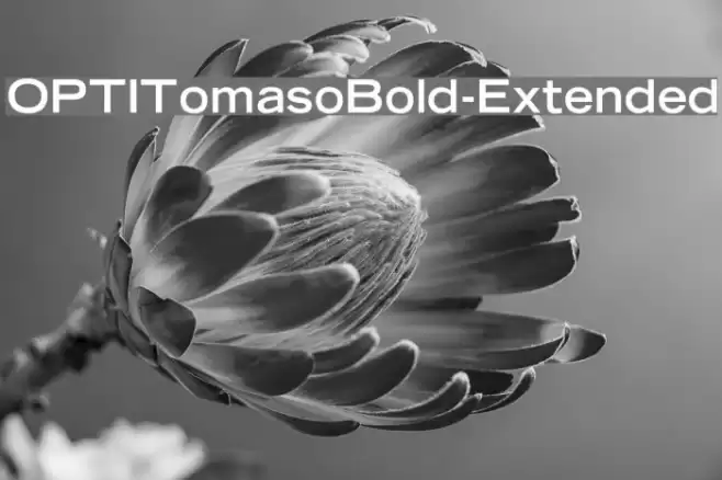 OPTITomasoBold-Extended Шрифта examples