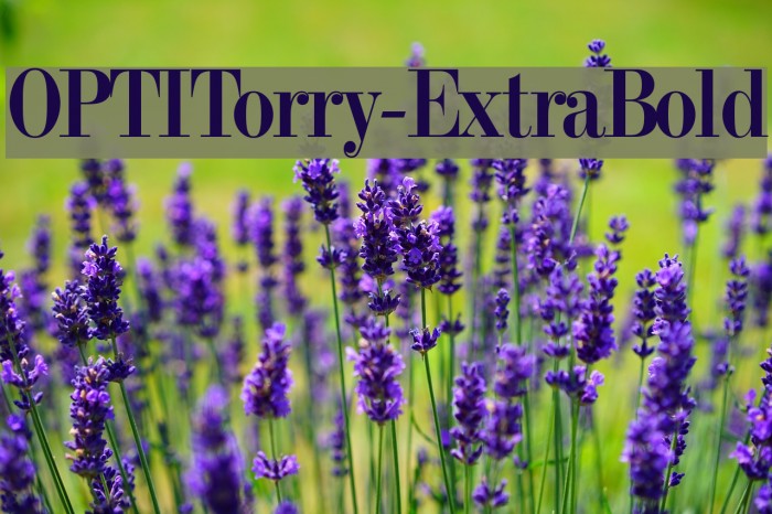 OPTITorry-ExtraBold Font examples