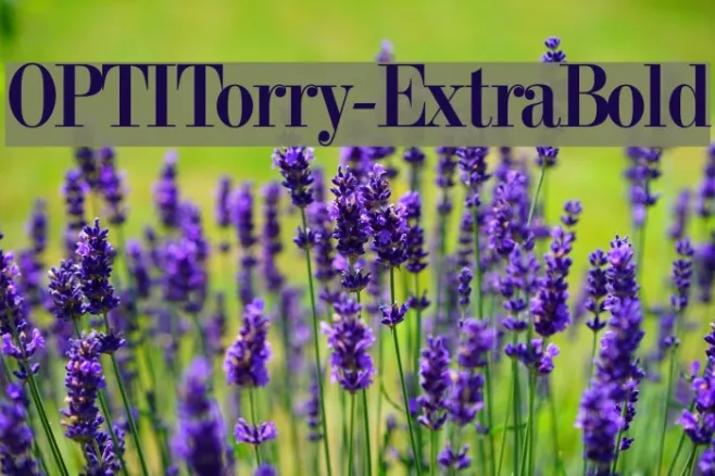 OPTITorry-ExtraBold Example 2