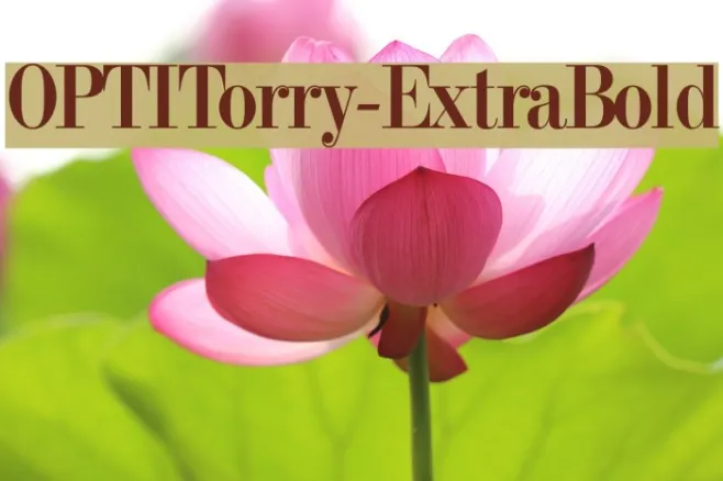 OPTITorry-ExtraBold Example 3