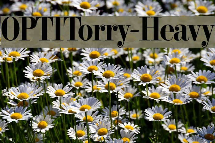 OPTITorry-Heavy Font examples
