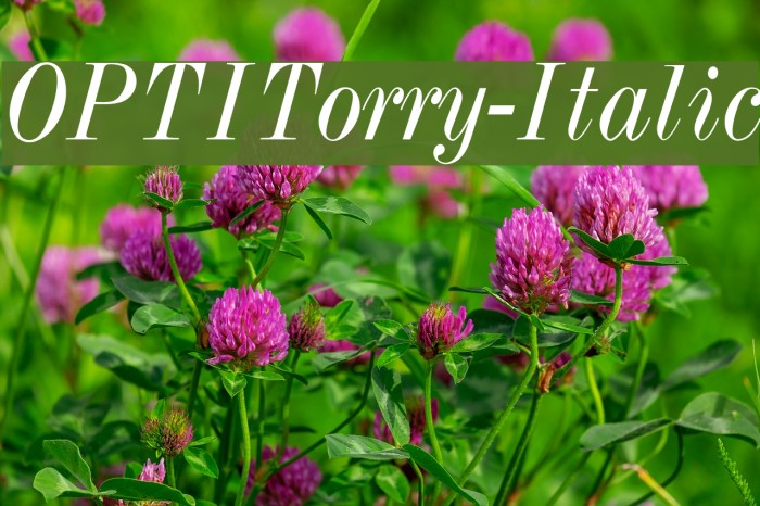 OPTITorry-Italic Font examples