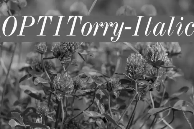 OPTITorry-Italic Fuentes examples