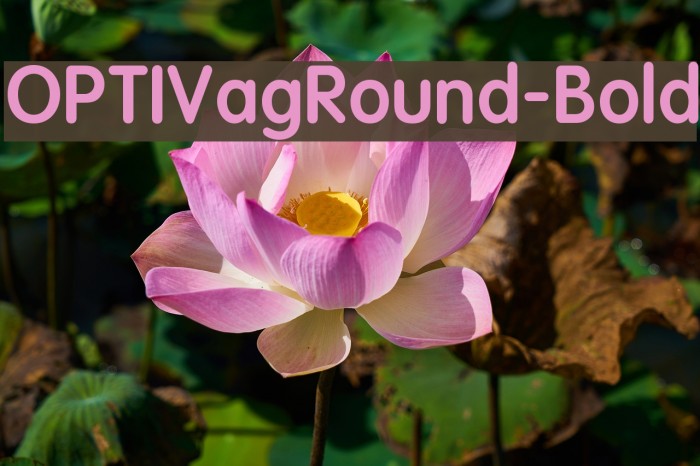 OPTIVagRound-Bold フォント examples