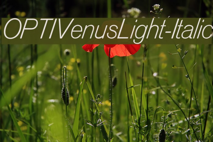 OPTIVenusLight-Italic Font examples