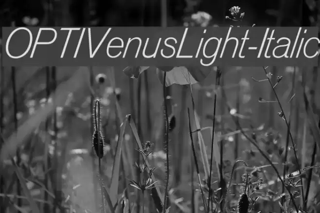 OPTIVenusLight-Italic Font examples