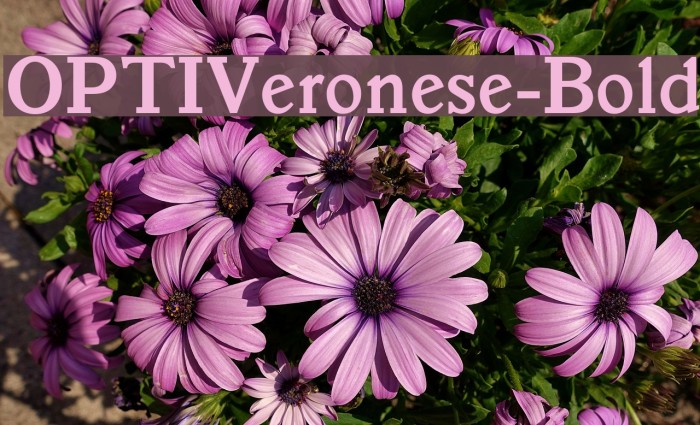 OPTIVeronese-Bold Font examples