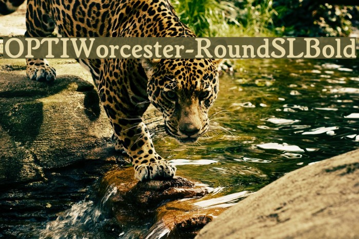 OPTIWorcester-RoundSLBold Font examples