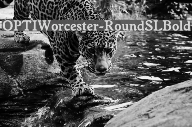 OPTIWorcester-RoundSLBold Font examples