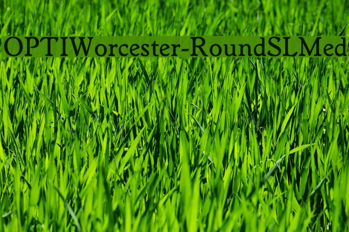 OPTIWorcester-RoundSLMed Font examples