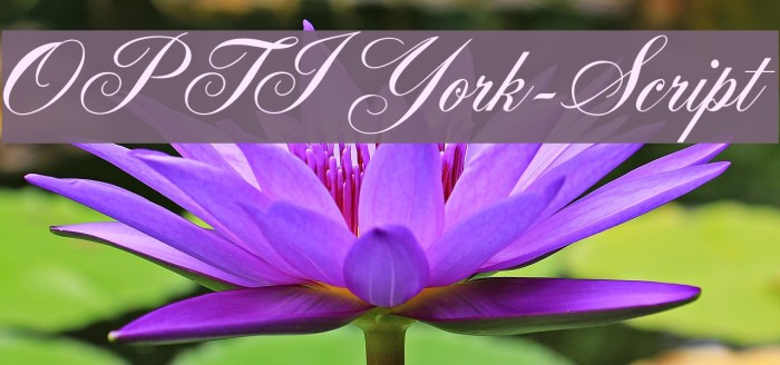 OPTIYork-Script Example 3