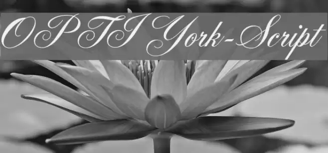 OPTIYork-Script Font examples