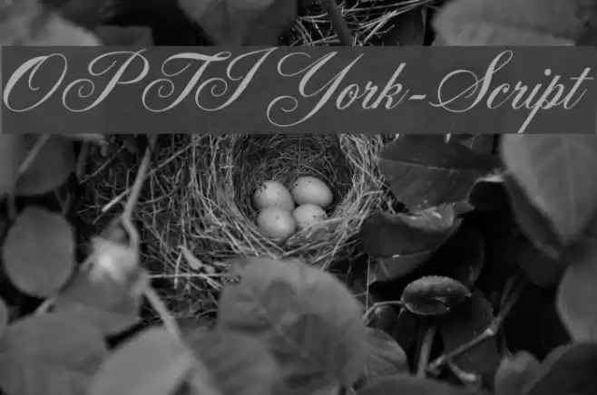 OPTIYork-Script Font examples