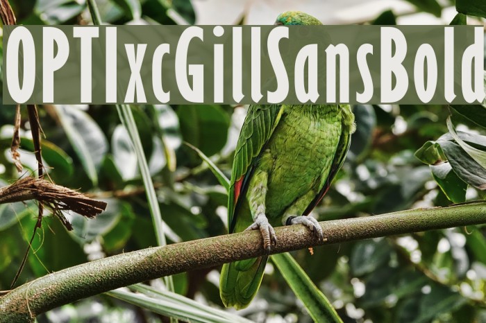 OPTIxcGillSansBold Font examples