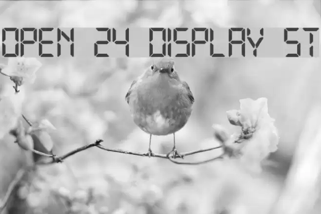 Open 24 Display St フォント examples