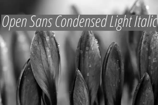 Open Sans Condensed Light Italic Font examples