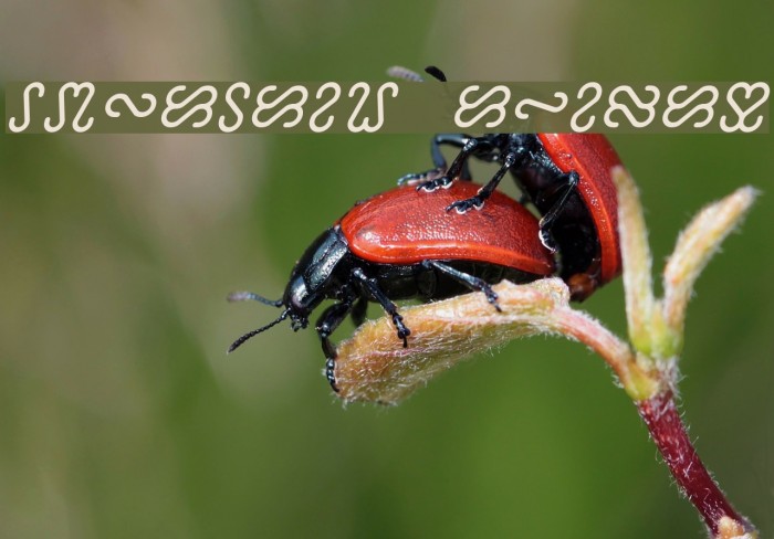 Ophidian Italic Example 2