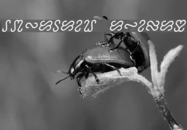 Ophidian Italic Font examples