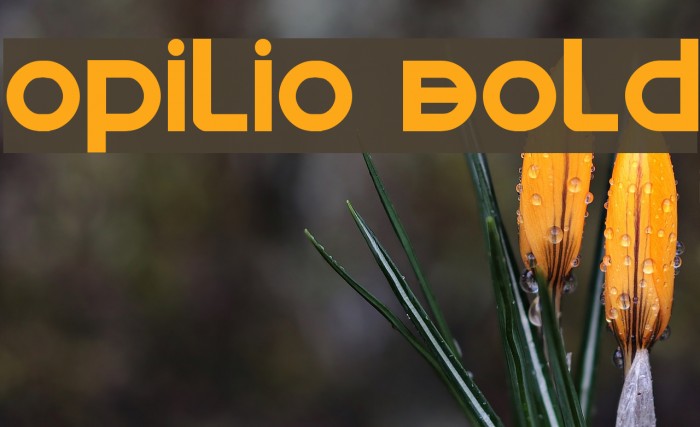 Opilio Bold Example 3