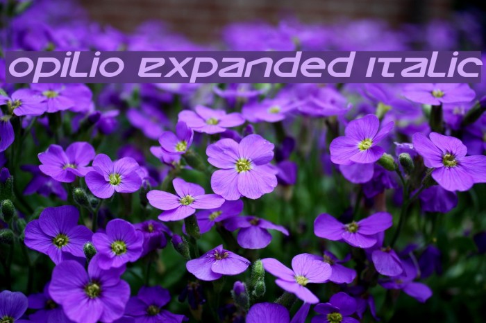 Opilio Expanded Italic Font examples