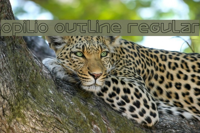 Opilio Outline Regular Example 1