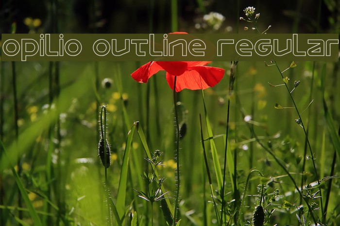 Opilio Outline Regular Example 2