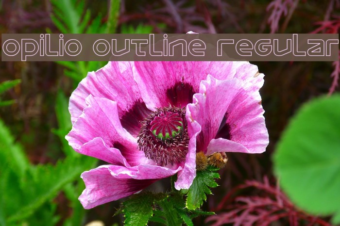 Opilio Outline Regular Example 3