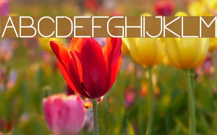 Optical Fiber Bold Font examples
