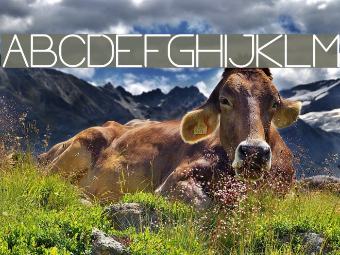 Optical Fiber Bold Font examples