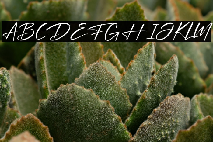 Optimistic Signature Example 2