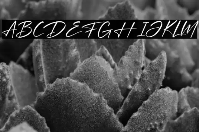 Optimistic Signature Font examples