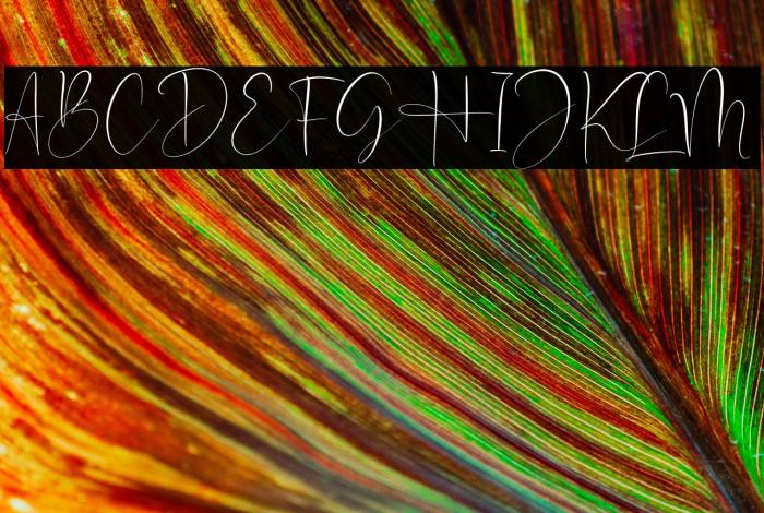 Optimistica Dreams Example 1