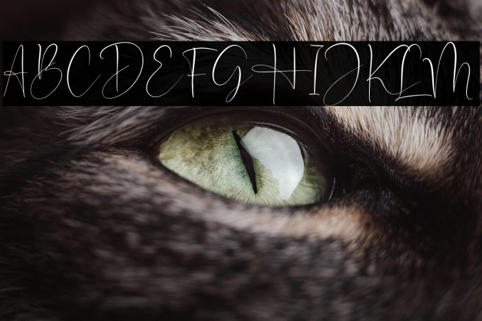 Optimistica Dreams Example 2