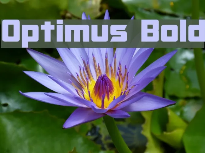 Optimus Bold Example 3