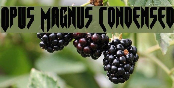 Opus Magnus Condensed Font examples