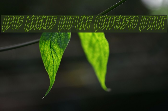 Opus Magnus Outline Condensed Italic Example 3